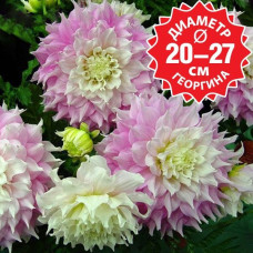 Георгина Gitts Perfection