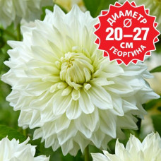 Георгина Hakuyou