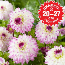 Георгина Hapet Blue Eyes