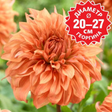 Георгина Hercules