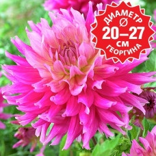 Георгина Hy Enid