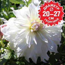 Георгина Iceberg