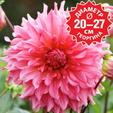 Георгина Islander