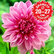 Георгина Lavender Perfection