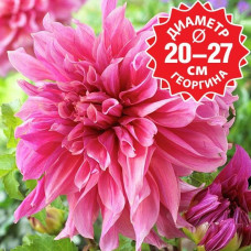 Георгина Maki