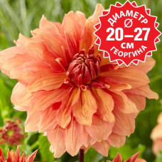 Георгина Mango Madness