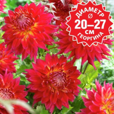 Георгина Manhattan Island