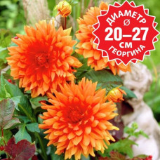 Георгина Mrs. Eileen