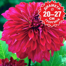 Георгина Myth