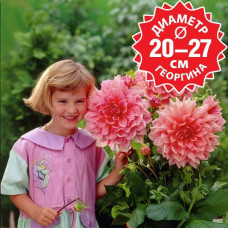 Георгина Otto's Thrill