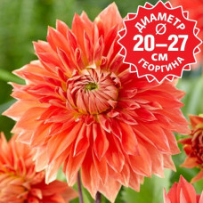 Георгина Parkland Glory