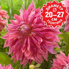 Георгина Penhill Dark Monarch