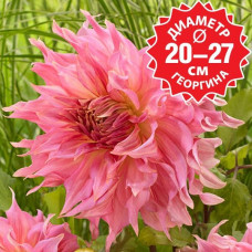 Георгина Penhill Watermelon