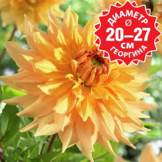 Георгина Philip Campos M