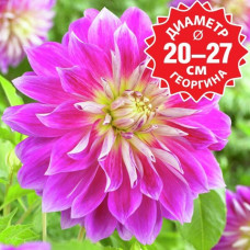 Георгина Purple Explosion