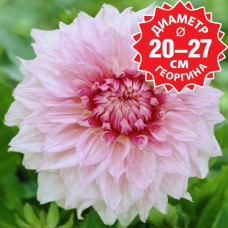 Георгина Shiloh Noëlle