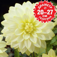 Георгина Snowbound