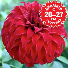 Георгина Spartacus