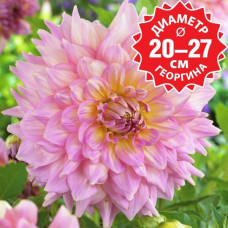 Георгина Strawberry Ice