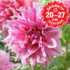 Георгина Striped Emory Paul