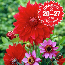 Георгина Uchuu