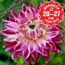 Георгина Vancouver