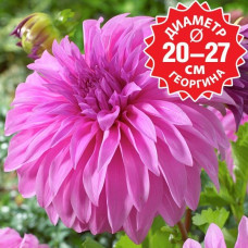 Георгина Vassio MeggosTM