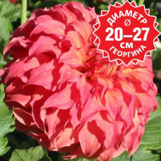 Георгина Wyn's Moonlight Sonata