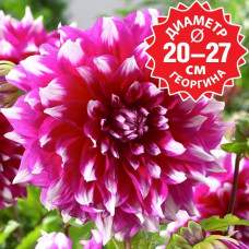 Георгина Yarra Falls