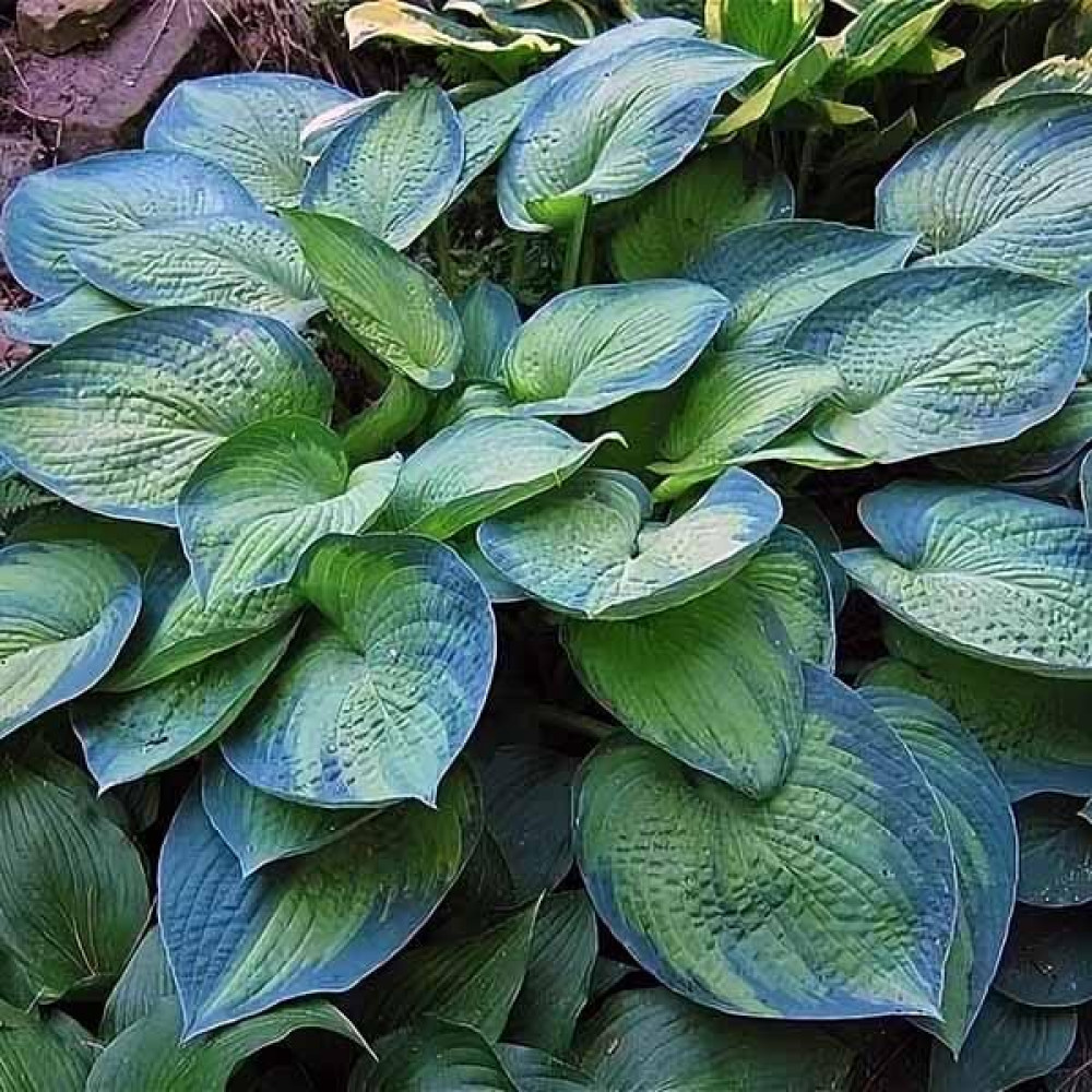 хоста гибридная блу энджел. хоста гибридная - hosta 'blue wedgwood'. хоста buckshaw blue. хоста блю перфекшн. хоста файер энд айс.