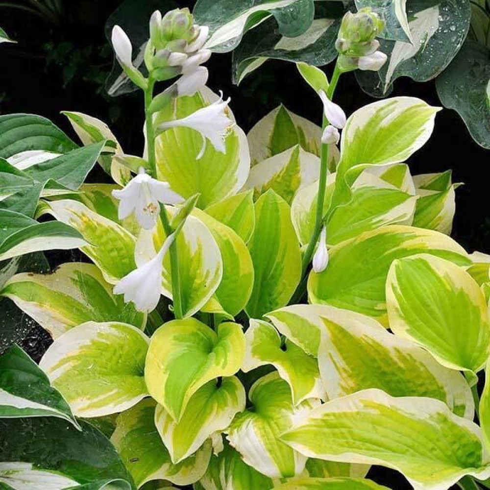 Хоста спринг лав. Хоста хоста спринг монинг. Хоста спринг хост. Хоста гибридная спринг морнинг. Хоста спринг хост.