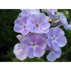 Флокс Prospero (Просперо)