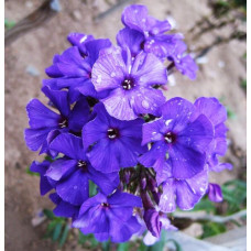 Флокс Chyornoe more (Черное море)