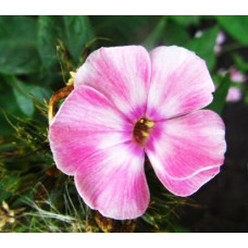 Флокс Tatyana (Татьяна)