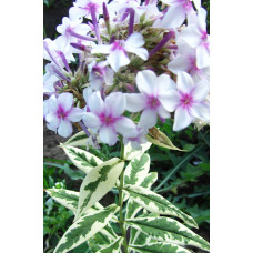 Флокс Darwin Joyce (Дарвин Джойс)