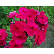 Флокс Nadia (Надя)