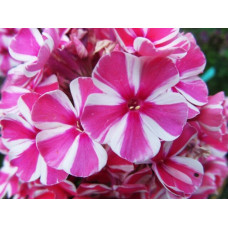 Флокс Spinners (Спиннерз)