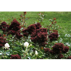 Флокс Midnight Feelings (Миднайт Филингс)