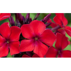 Флокс AЕ Амос