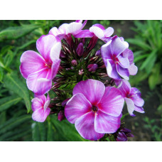 Флокс Neon Flare Blue (Неон Флер Блю)