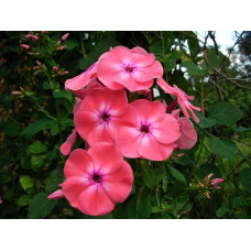 Флокс Анна Гаганова