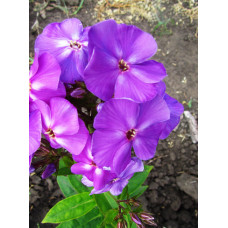 Флокс Duesterlohe (Дюстерлое)