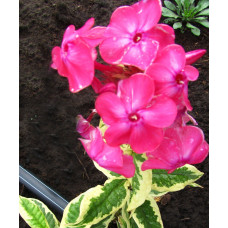 Флокс Elizabeth (Элизабет)