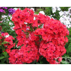 Флокс Margarita (Маргарита)