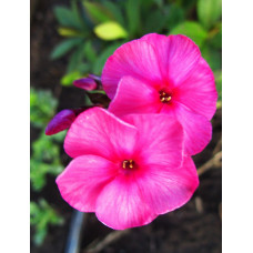 Флокс  Матронушка