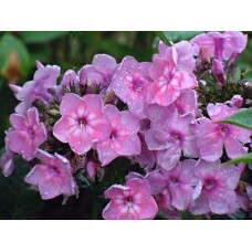 Флокс Rainbow Dancer (Рейнбоу Дансер)