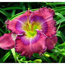 Лилейник Lavender Blue Baby (Лавендер Блу Бэби)