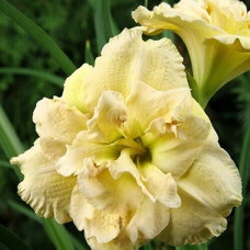 Лилейник Bowl of Cream (Боул оф Крим)