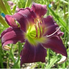 Лилейник Breath of Blue Air (Брэф оф Блю Эйр)