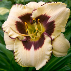 Лилейник Canadian Border Patrol (Канадиан Бордер Патрол)